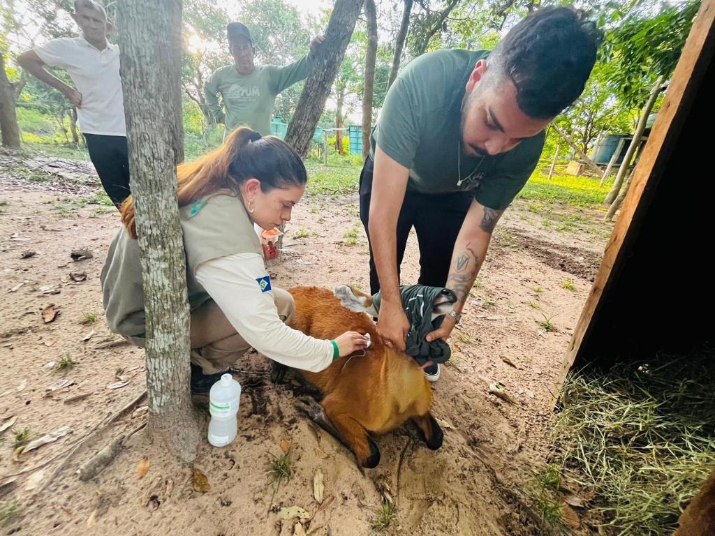 Sema promove reabilita��o de animais resgatados na regi�o do Pantanal