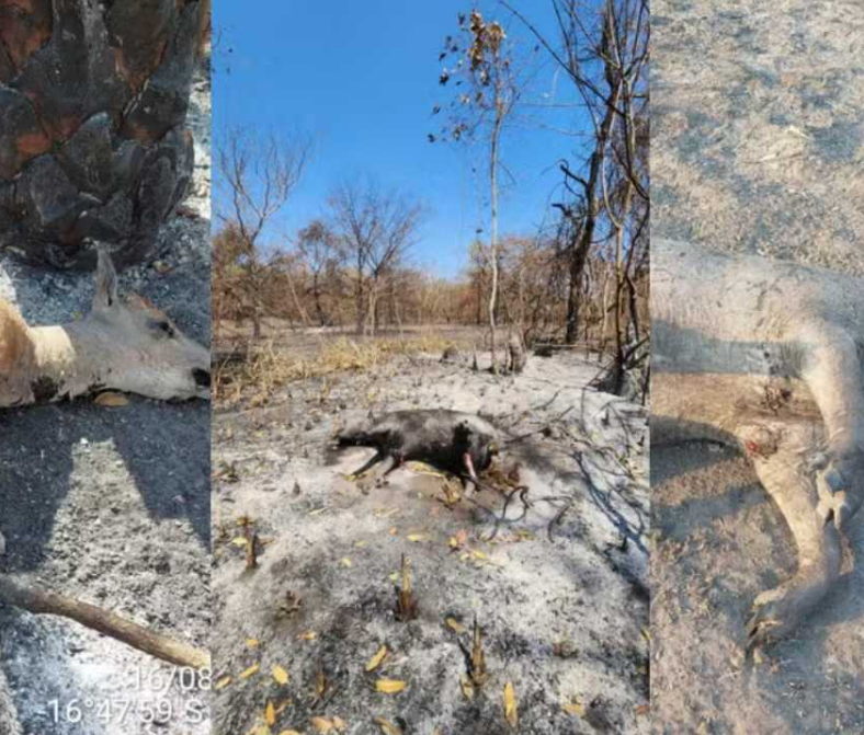 Animais morrem em meio � seca severa e inc�ndios no Pantanal