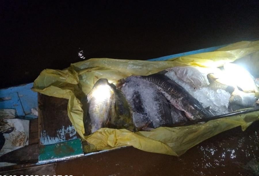 Batalh�o Ambiental da PM apreende 182 quilos de pescado irregular durante fiscaliza��o no Rio Vermelho
