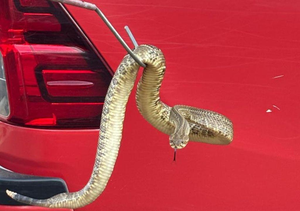 Bombeiros capturam cascavel �s margens de avenida em Campo Verde