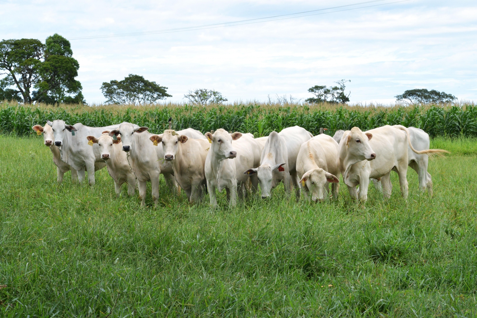 Empres�rio do ramo de carnes � preso suspeito de chefiar esquema de furto de gado em V�rzea Grande