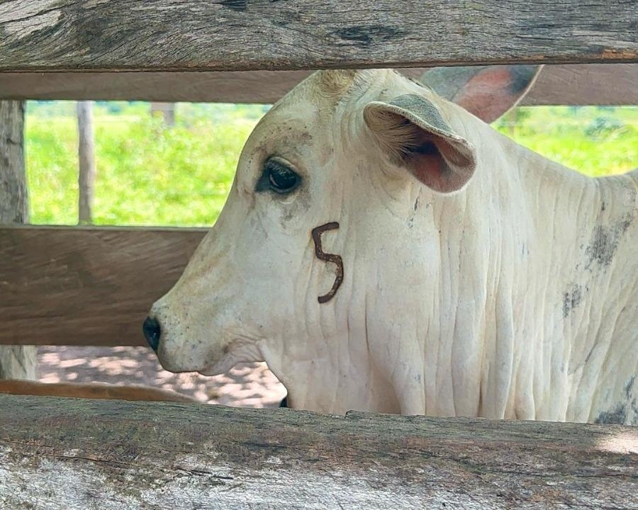 Prazo para vacina��o contra brucelose termina no dia 31 de dezembro
