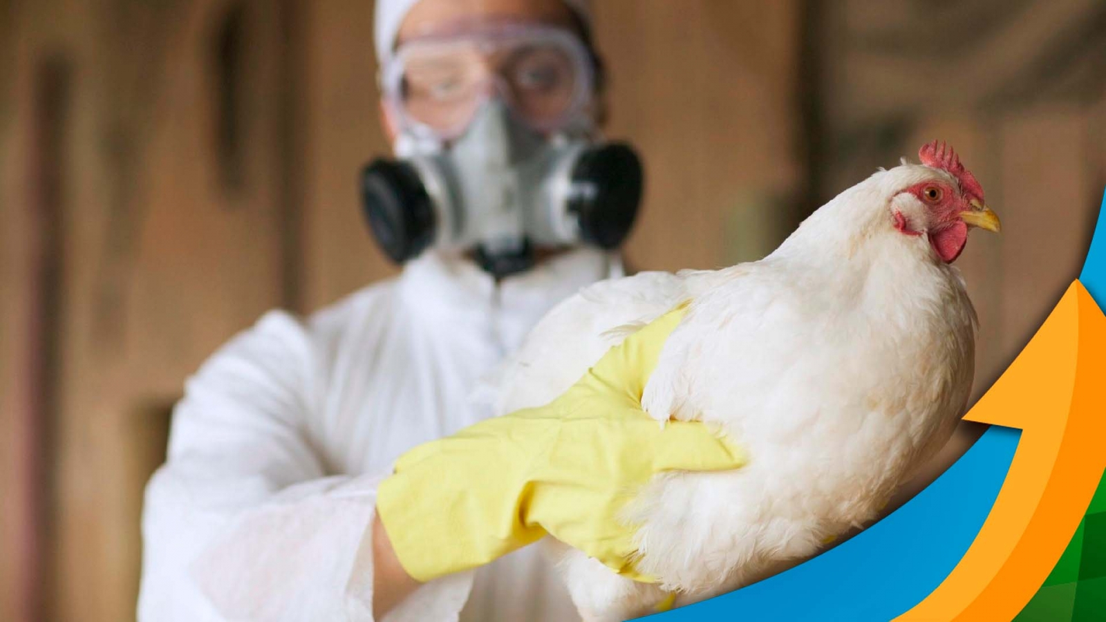 Caso de gripe avi�ria � confirmado em propriedade rural de Cuiab�, diz Mapa