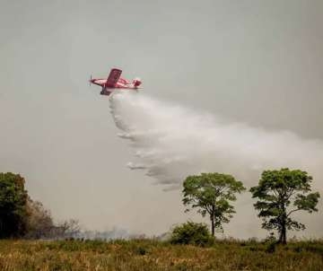 On�a-pintada se esconde do fogo e jacar� morre queimado