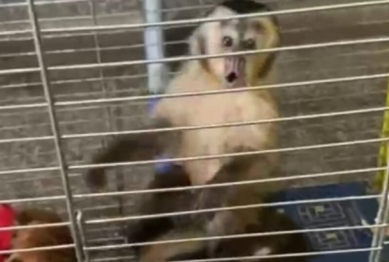 mulher compra macaco que estava sendo espancado em MS