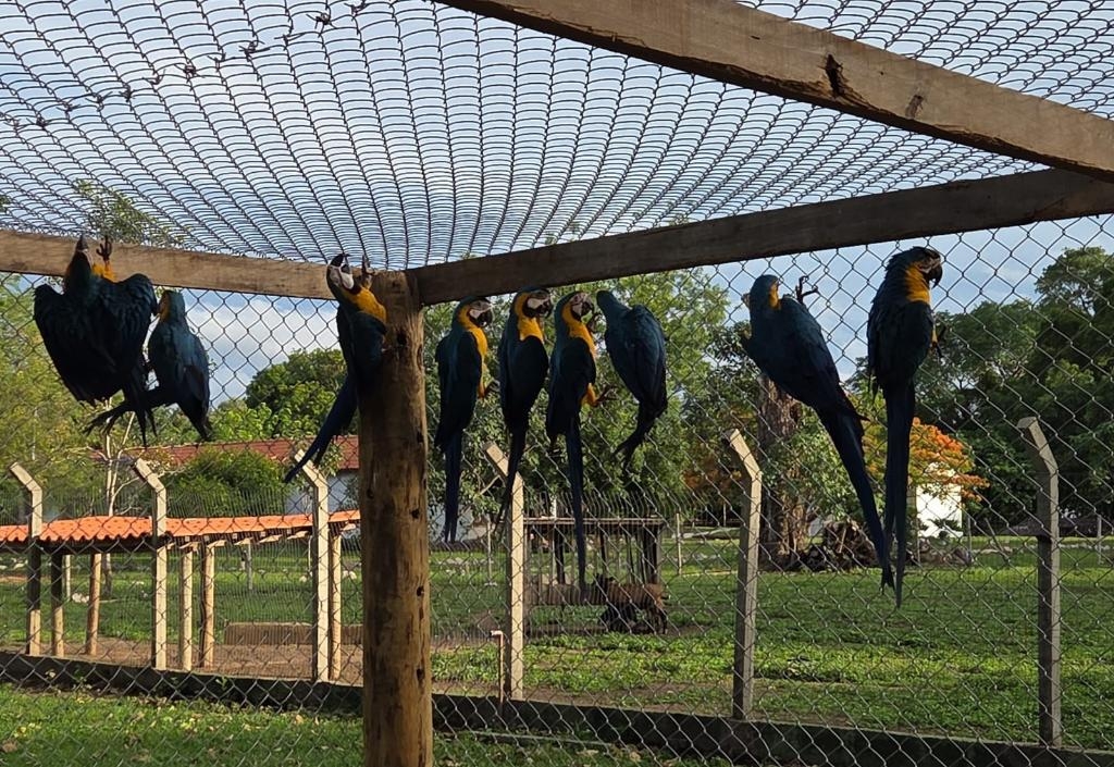 Dezoito filhotes e juvenis foram destinados pela Sema para �rea de Soltura de Animais Silvestres em Cocalinho