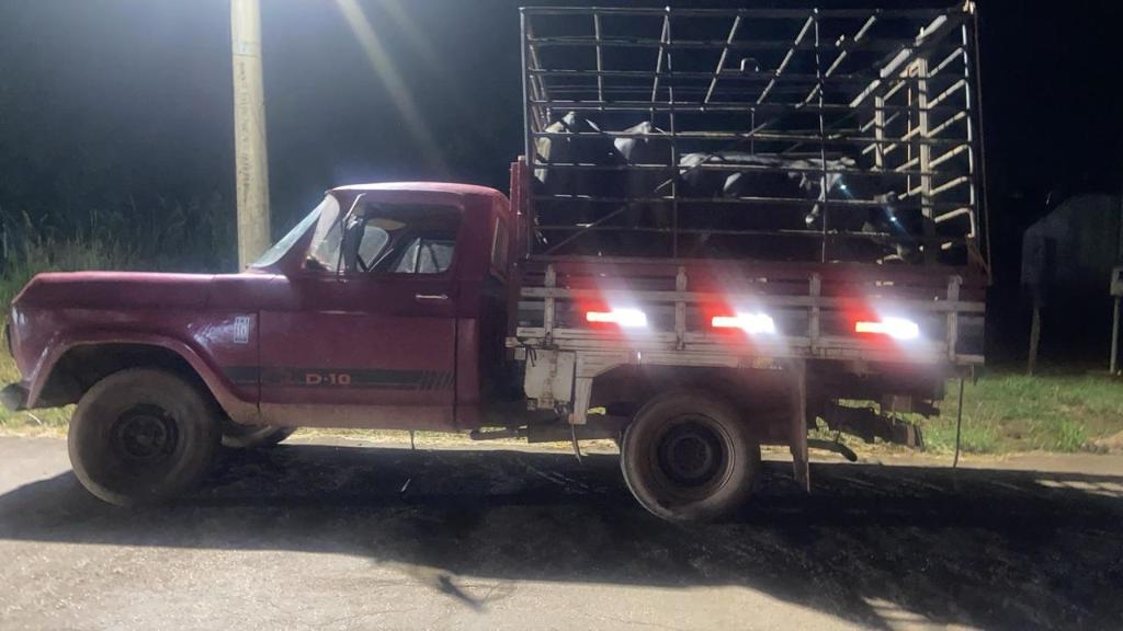 Pol�cia Militar prende homem e recupera gado furtado em Dom Aquino