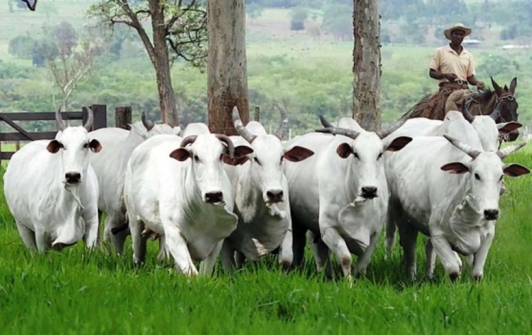 Pecuaristas de Mato Grosso alertam para impactos de nova tarifa da China sobre a carne bovina
