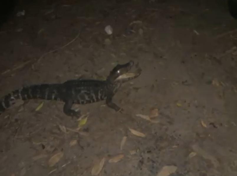 Batalh�o Ambiental da Pol�cia Militar resgata jacar� preso em rede de pesca