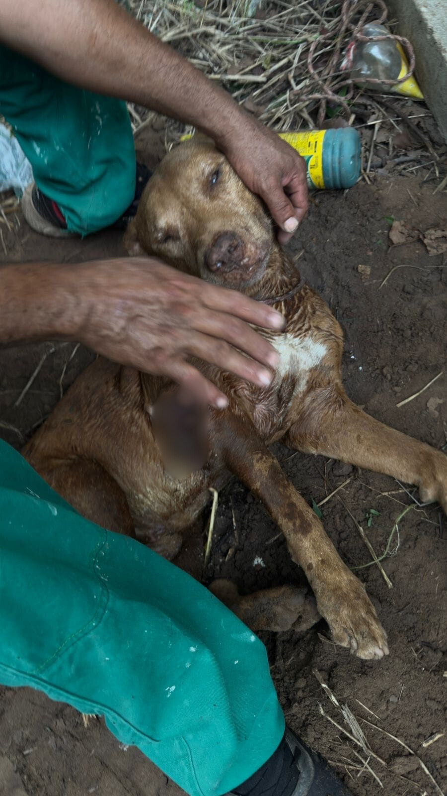 Cachorro � resgatado ap�s ser enterrado vivo em terreno de Cuiab�