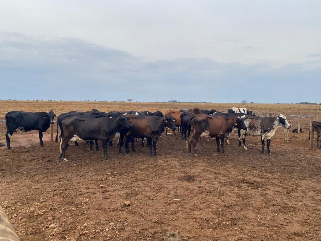 Melhoramento gen�tico moderniza rebanhos leiteiros e aumenta produtividade da agricultura familiar em Mato Grosso