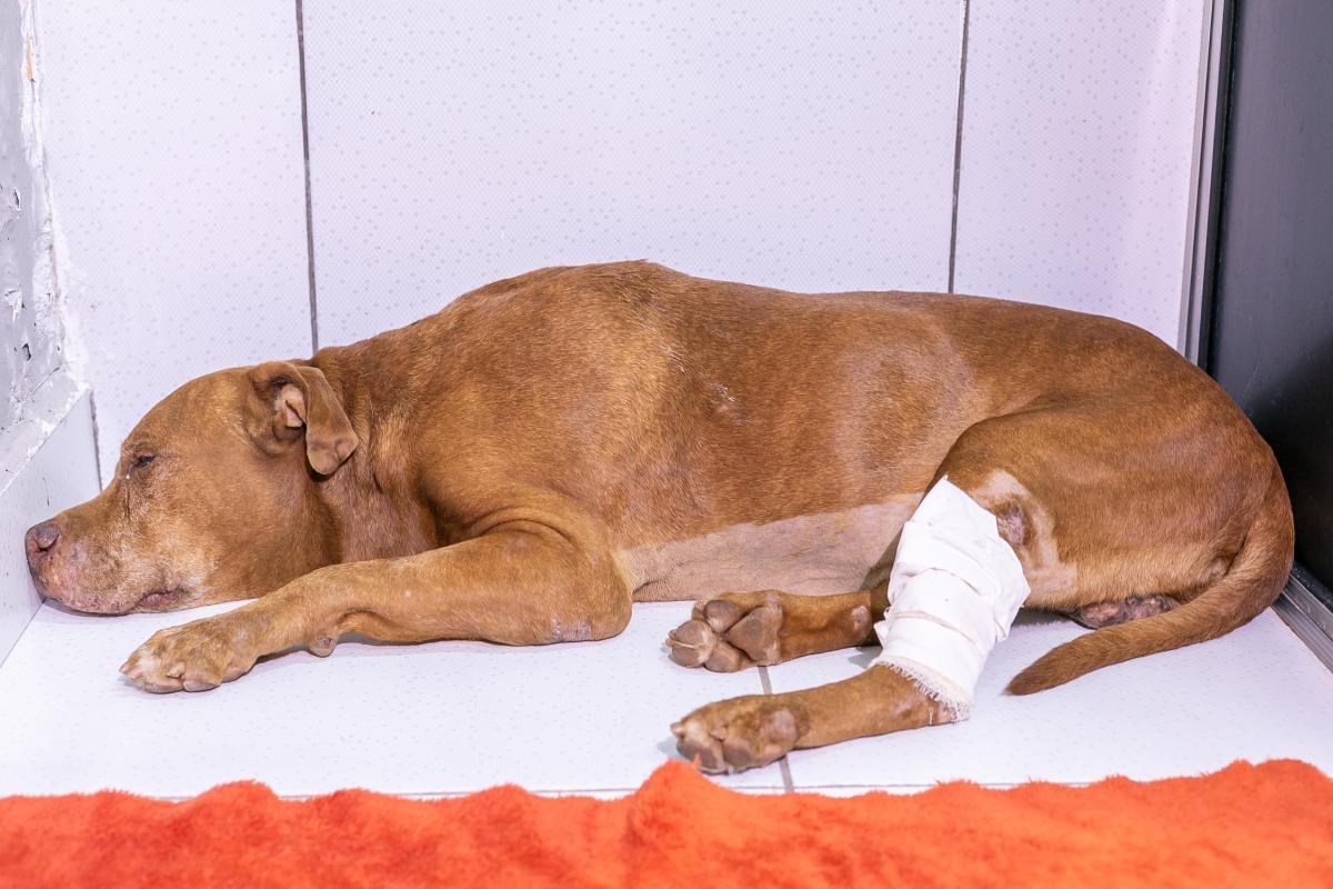 Crueldade que mata: c�o resgatado de cova n�o resiste ap�s cinco dias internado