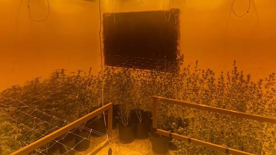 Estufa clandestina de maconha � desativada e suspeito acaba preso