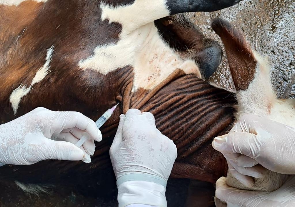 Vacina��o contra brucelose deve imunizar 4 milh�es de bezerras