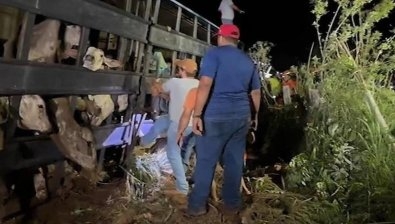 Carreta boiadeira tomba na MT-240, mata animais e mobiliza resgate no interior de MT