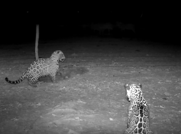 C�meras registram conviv�ncia incomum entre on�as-pintadas no Pantanal de MT(V�deo)