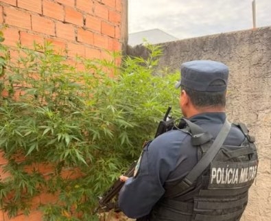 Den�ncia de agress�o termina com apreens�o de planta��o de maconha em resid�ncia(V�deo)