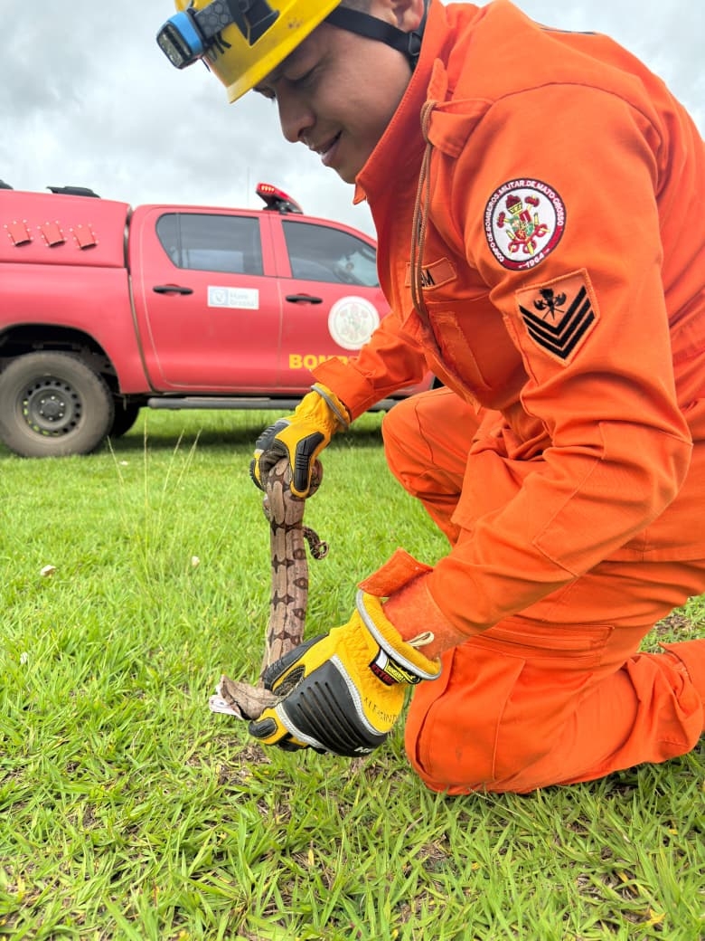 Bombeiros capturam jib�ia encontrada solta em avenida de Lucas do Rio Verde