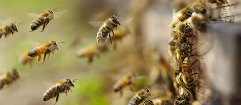 Mulher � socorrida ap�s ataque de enxame de abelhas 