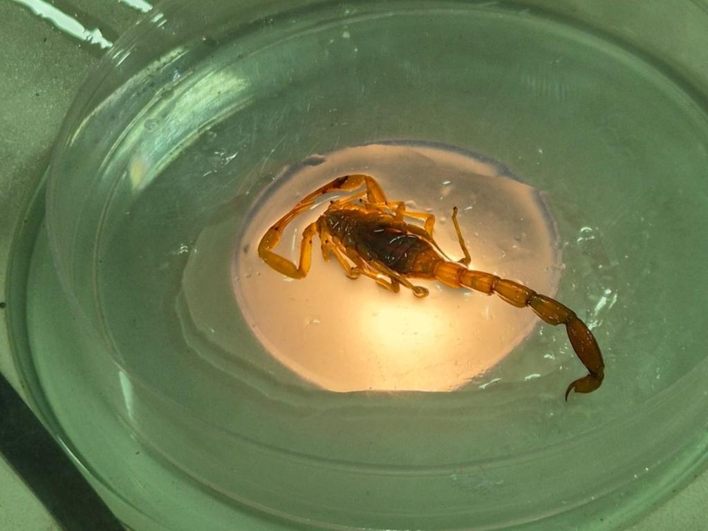 Mato Grosso registra 3.860 incidentes com animais pe�onhentos; SES alerta popula��o