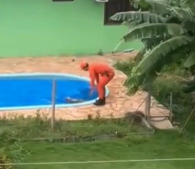 Bombeiros salvam cachorro que se afogava em piscina de resid�ncia fechada em Sorriso