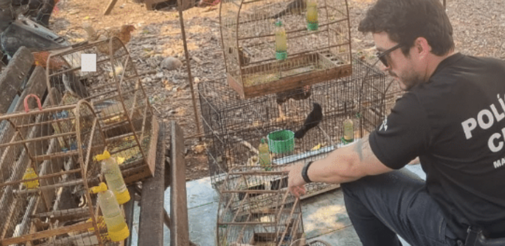 Pol�cia apura 25 den�ncias de maus-tratos a animais em Mato Grosso; idoso detido