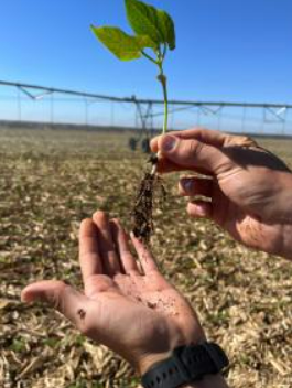 Produtores driblam dificuldades e investem no cultivo do feij�o em Mato Grosso
