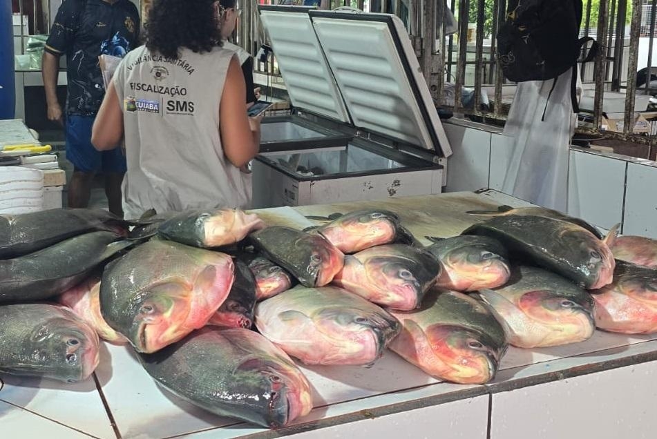 Operação conjunta apreende aproximadamente meia tonelada de pescado irregular em feira da Capital