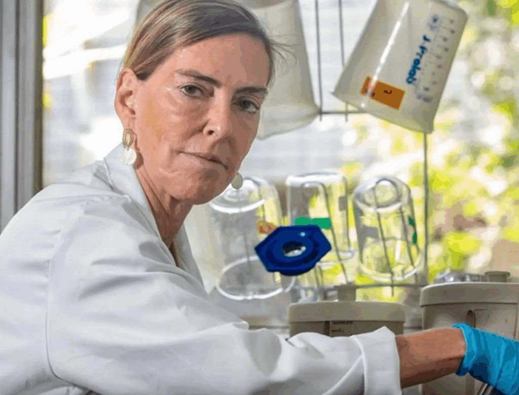 ALMT irá homenagear pesquisadora que mantém há três décadas estudo sobre polilaminina