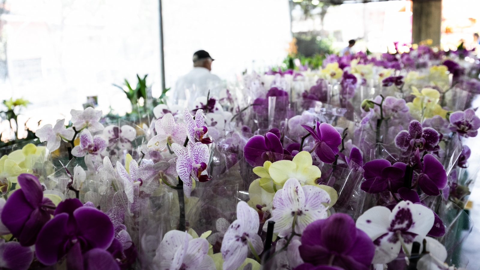 Festival de Flores e Orquídeas chega a Cuiabá com entrada gratuita e plantas a partir de R$ 10