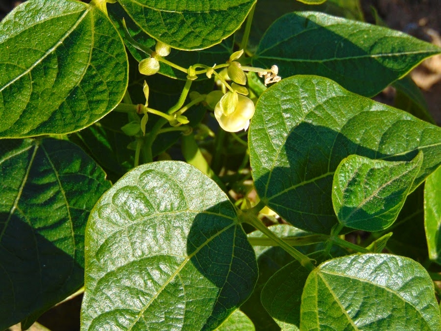 Inoculante biol�gico aumenta produtividade do feij�o e reduz depend�ncia de fertilizantes no Cerrado