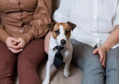 Senado aprova guarda compartilhada de pets em caso de separa��o