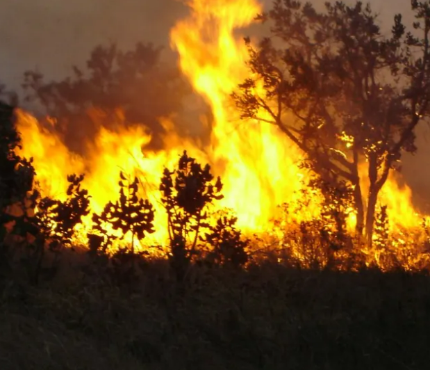Homem � preso em flagrante por crime ambiental em Sorriso