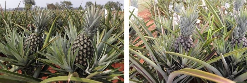 Pesquisadores desenvolvem cultivares de abacaxis com foco em resist�ncia �s doen�as, melhor manejo e produtividade em MT