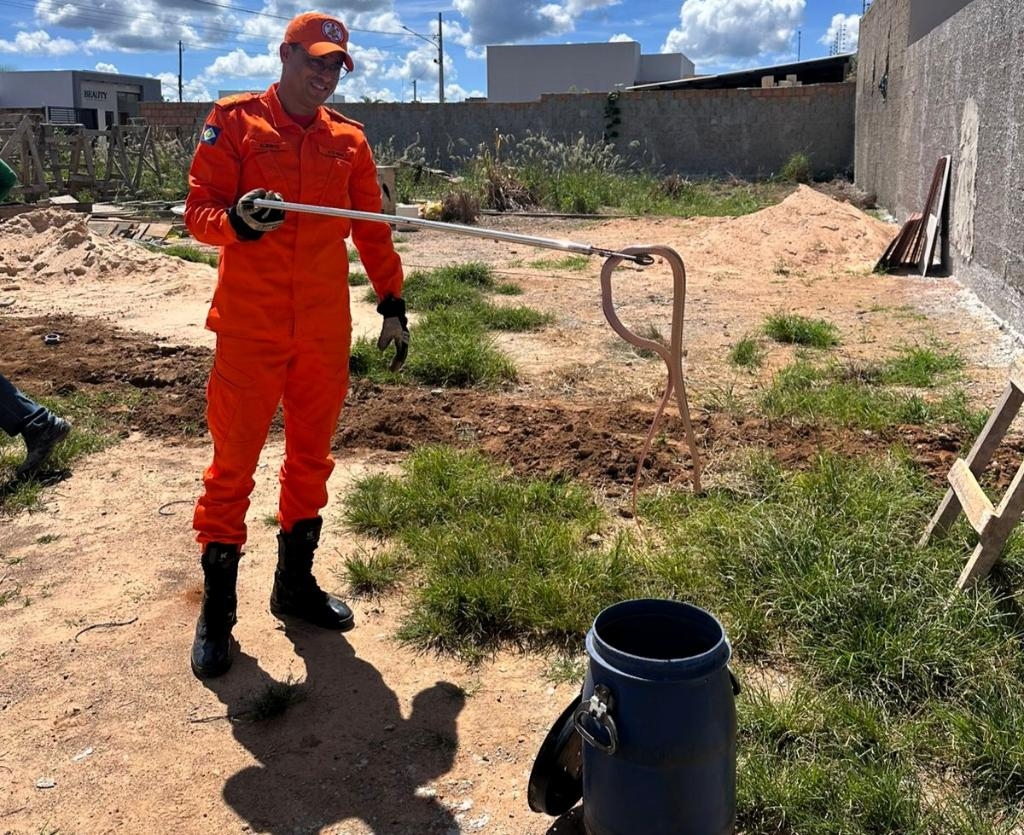 Corpo de Bombeiros resgata tamandu�-mirim e cobras em �reas de risco
