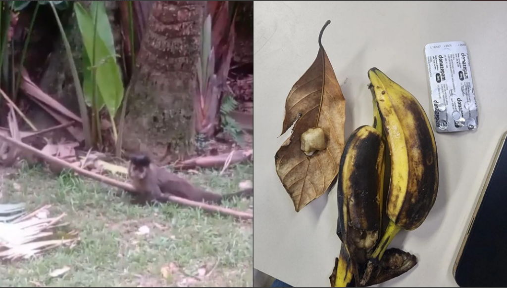Casal � preso por dopar macacos no Jardim Bot�nico do Rio de Janeiro