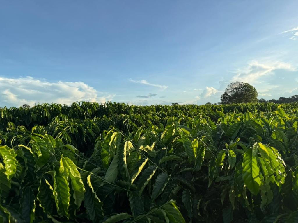 Seaf fortalece Rota do Caf�, impulsiona nova fronteira produtiva e reposiciona Mato Grosso no cen�rio nacional da cafeicultura