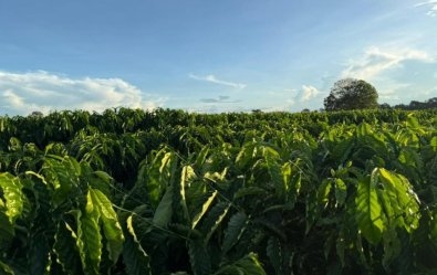 Caf� clonal ganha for�a e impulsiona nova fronteira produtiva em Mato Grosso