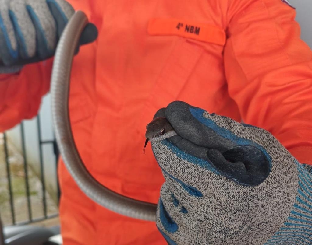 Corpo de Bombeiros resgata cobra cip� em resid�ncia de Guarant� do Norte