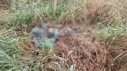 Corpo em decomposi��o � localizado em �rea de matagal em Nova Mutum