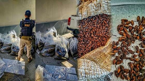 PRF apreende carga de mudas e sementes possivelmente usadas na produ��o de coca�na em MT