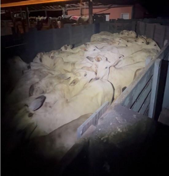 Pol�cia Militar frustra furto de gado em zona rural de Barra do Gar�as e prende suspeitos em flagrante