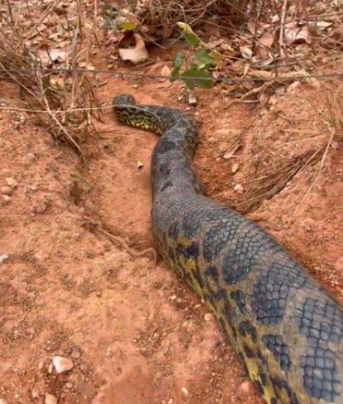 Animais sofrem com a pior seca em 44 anos no Mato Grosso e enfrentam a �fome cinzenta�
