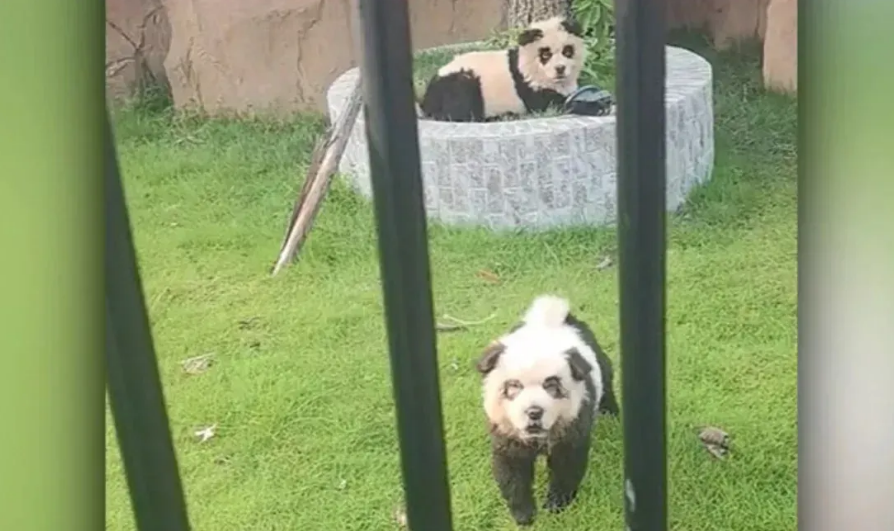 Cachorros panda: zoolgico chins atrai visitantes com filhotes pintados
