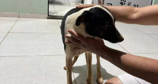 Homem � preso em flagrante por abuso sexual de cadela em Nova Mutum