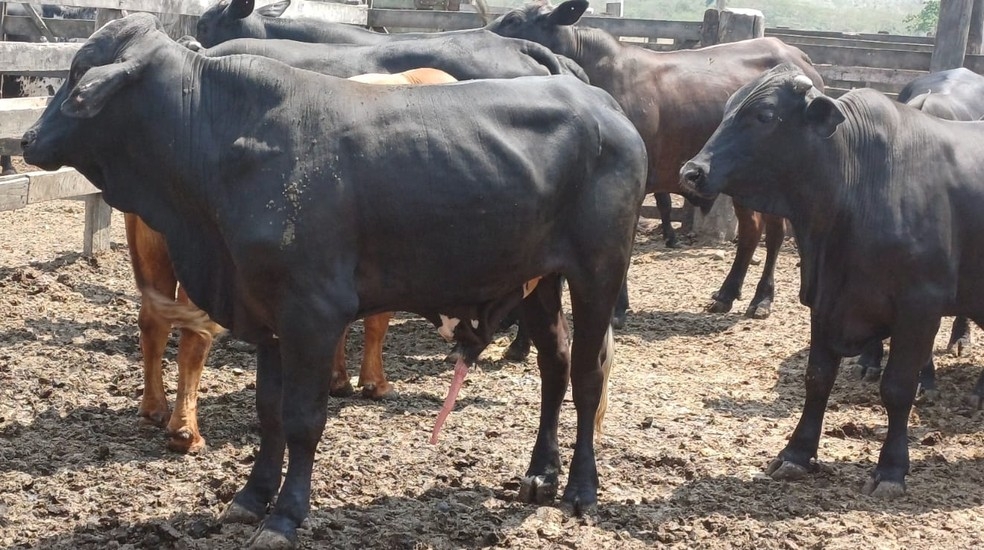 Opera��o policial recupera mais de 30 bois e b�falos furtados de ONG no interior de SP