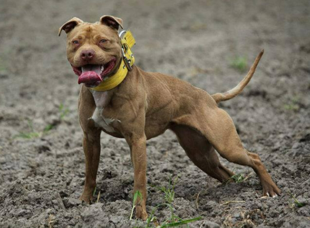 Idosa de 80 anos morre ap�s ataque de pit-bull no Graja�, zona sul de SP