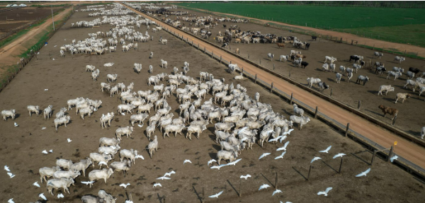 Prefeitos criadores de gado est�o entre os que recusaram ades�o a programa de preserva��o da Amaz�nia