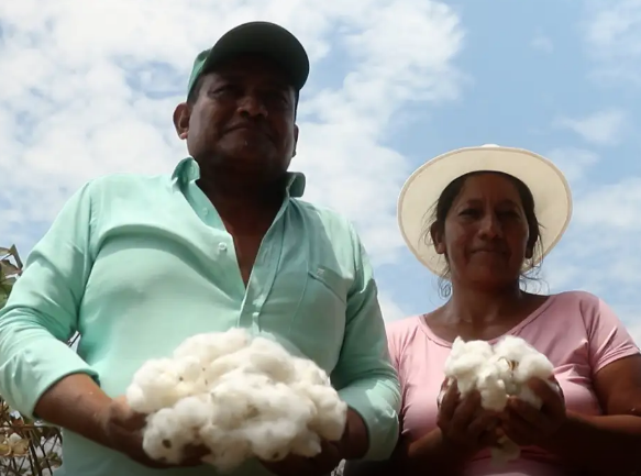 Brasil investe em algod�o com identidade latino-americana