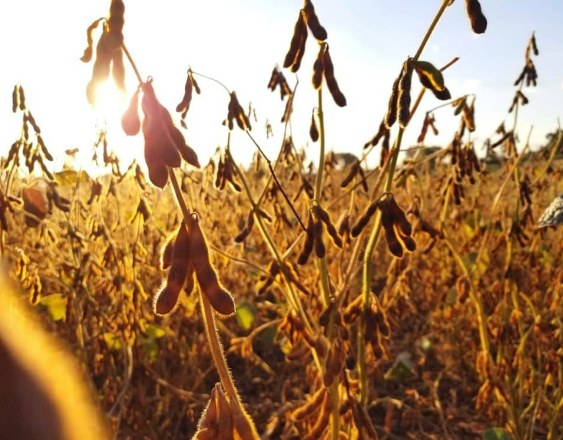 Plantio de soja da safra 2024/25 atinge 4,5% no Brasil, diz AgRural